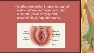 Maternal health 22
• Urethra embedded in anterior vaginal
wall is vulnerable to trauma during
childbirth, pelvic surgery and
occasionally during intercourse.
 