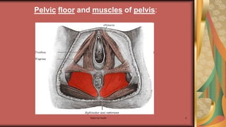 Maternal health 6
Pelvic floor and muscles of pelvis:
 