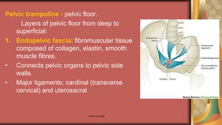 Maternal health 7
Pelvic trampoline - pelvic floor.
Layers of pelvic floor from deep to
superficial:
1. Endopelvic fascia: fibromuscular tissue
composed of collagen, elastin, smooth
muscle fibres.
• Connects pelvic organs to pelvic side
walls.
• Major ligaments: cardinal (transverse
cervical) and uterosacral
 