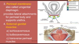 Maternal health 9
3. Perineal membrane:
also called urogenital
diaphragm.
provides lateral attachments
for perineal body and
supports urethra.
4. External genital
muscles:
a) ischiocavernosus
b) bulbocavernosus
c) transverse perineal
muscles
 