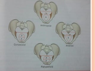 maternalpelvis-160311112407.pdf