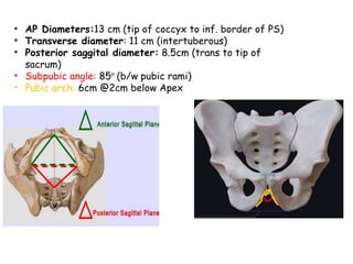 maternal pelvis and it's diameters in obstetrics | PPTX
