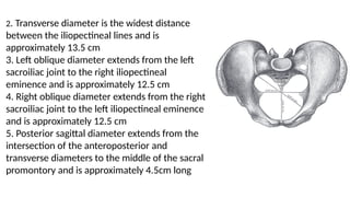 Left Promontory basics of maternal pelvis and general diameters | PPTX