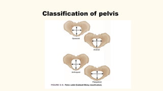 The Maternal Pelvis and Foetal Skull.pptx