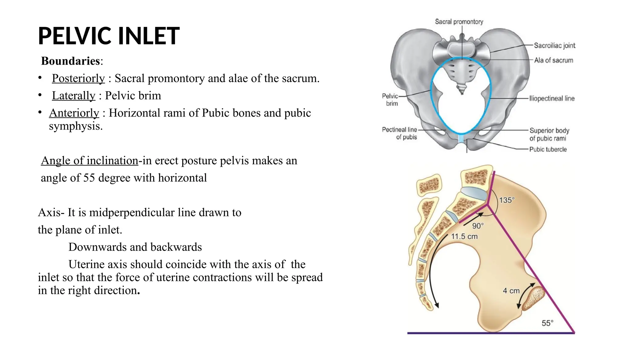Maternal pelvis & Fetal skull obsterics.pptx