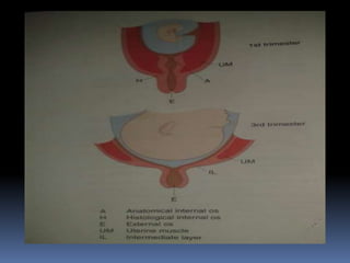 Maternal physiology in pregnancy | PPT