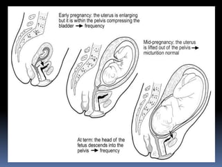 Maternal physiology in pregnancy | PPT