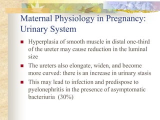 Maternal Physiology in Pregnancy: Urinary SystemHyperplasia of smooth muscle in distal one-third of the ureter may cause reduction in the luminal sizeThe ureters also elongate, widen, and become more curved: there is an increase in urinary stasisThis may lead to infection and predispose to pyelonephritis in the presence of asymptomatic bacteriuria  (30%)