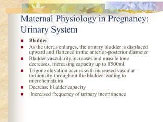 Maternal Physiology in Pregnancy: Urinary SystemBladder As the uterus enlarges, the urinary bladder is displaced upward and flattened in the anterior-posterior diameterBladder vascularity increases and muscle tone decreases, increasing capacity up to 1500ml. Trigone elevation occurs with increased vascular tortuousity throughout the bladder leading to microhematuira Decrease bladder capacity Increased frequency of urinary incontinence