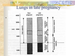 Lungs in late pregnancy