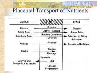 Placental Transport of Nutrients