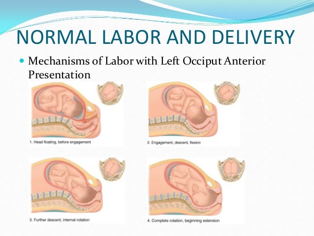 Maternal physiology, prenatal care,normal labor and delivery