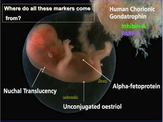Where do all these markers come
from?
(adrenals)
(liver)
 