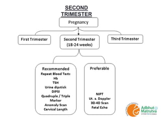 SECOND
TRIMESTER
 