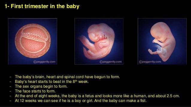 pregnancy when does a baby form a heart