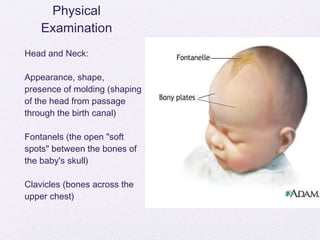 Physical Examination Head and Neck: Appearance, shape, presence of molding (shaping of the head from passage through the birth canal) Fontanels (the open "soft spots" between the bones of the baby's skull) Clavicles (bones across the upper chest) 