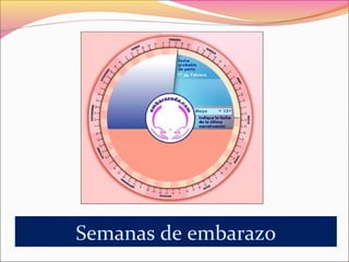 Semanas de embarazo
 