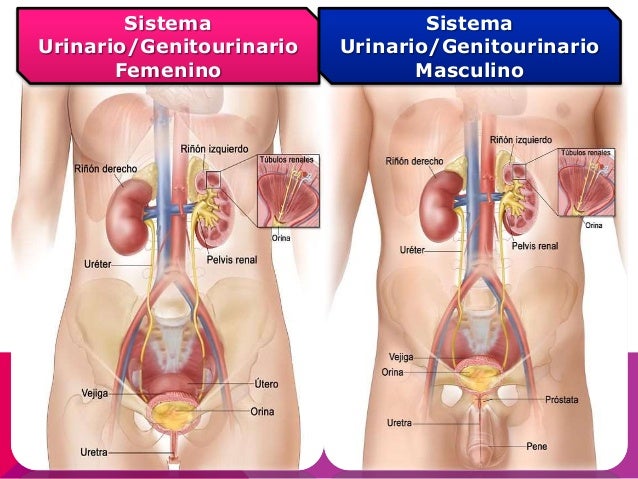 Resultado de imagen para sistema genitourinario