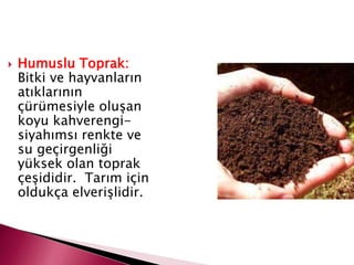  Humuslu Toprak:
Bitki ve hayvanların
atıklarının
çürümesiyle oluşan
koyu kahverengi-
siyahımsı renkte ve
su geçirgenliği
yüksek olan toprak
çeşididir. Tarım için
oldukça elverişlidir.
 