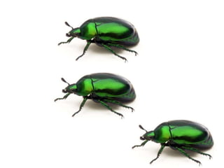 Mates calcul baixa resol