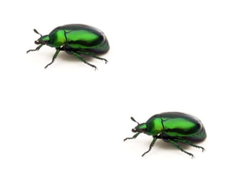 Mates calcul baixa resol