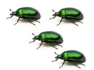 Mates calcul baixa resol