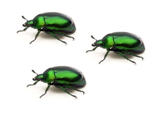 Mates calcul baixa resol