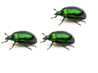 Mates calcul baixa resol