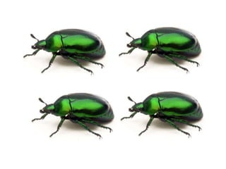 Mates calcul baixa resol