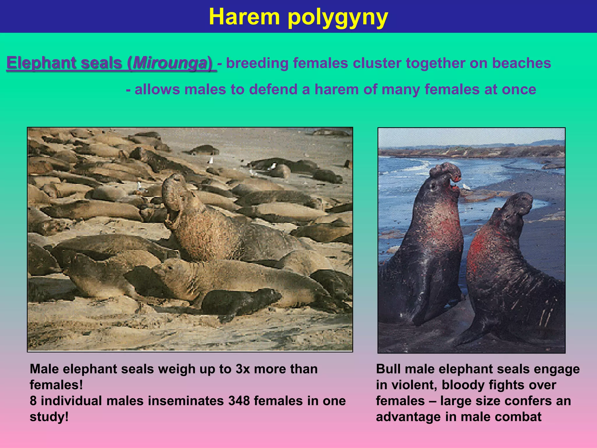 Mate selection (Mating systems)