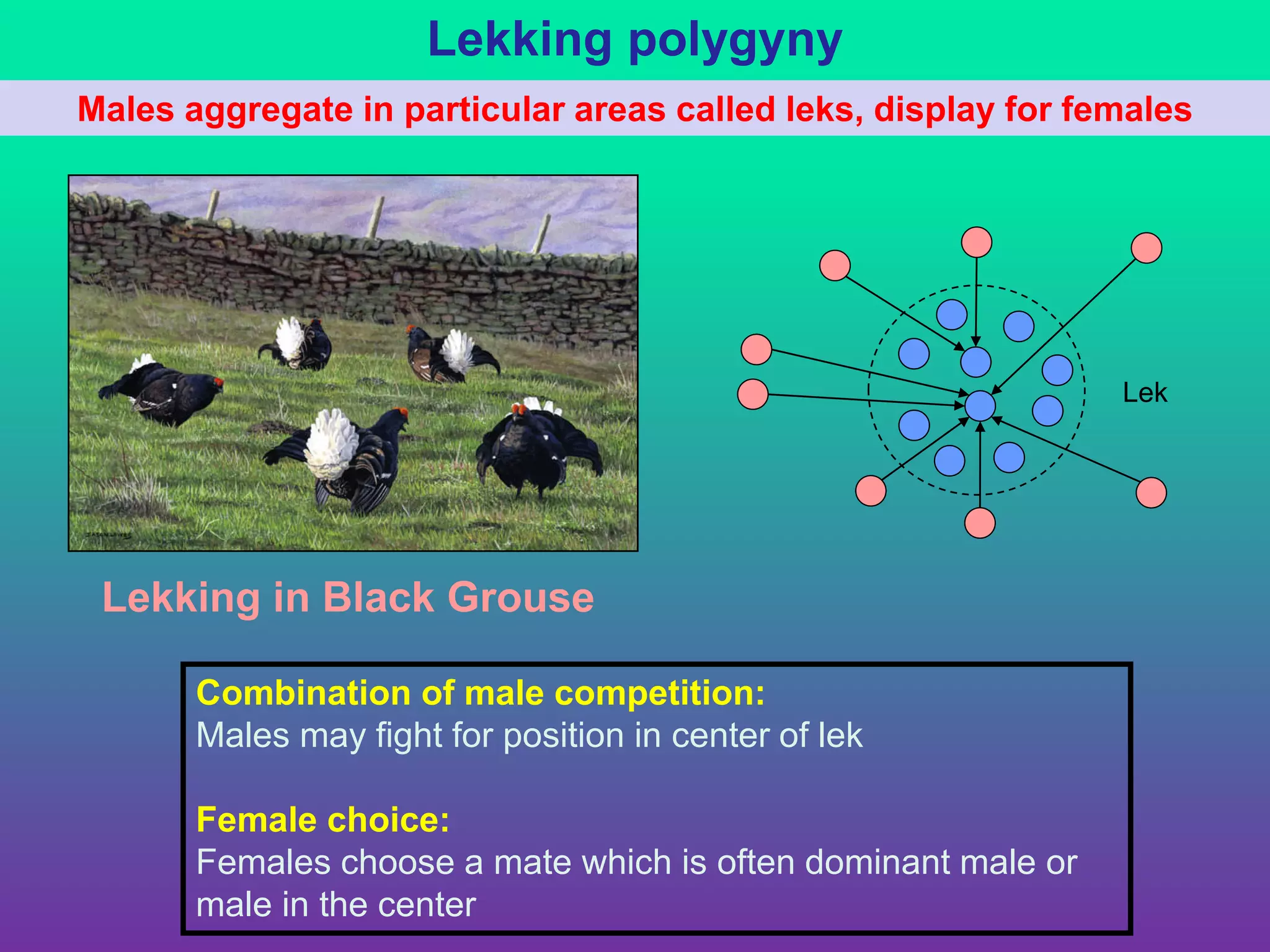 Mate selection (Mating systems)