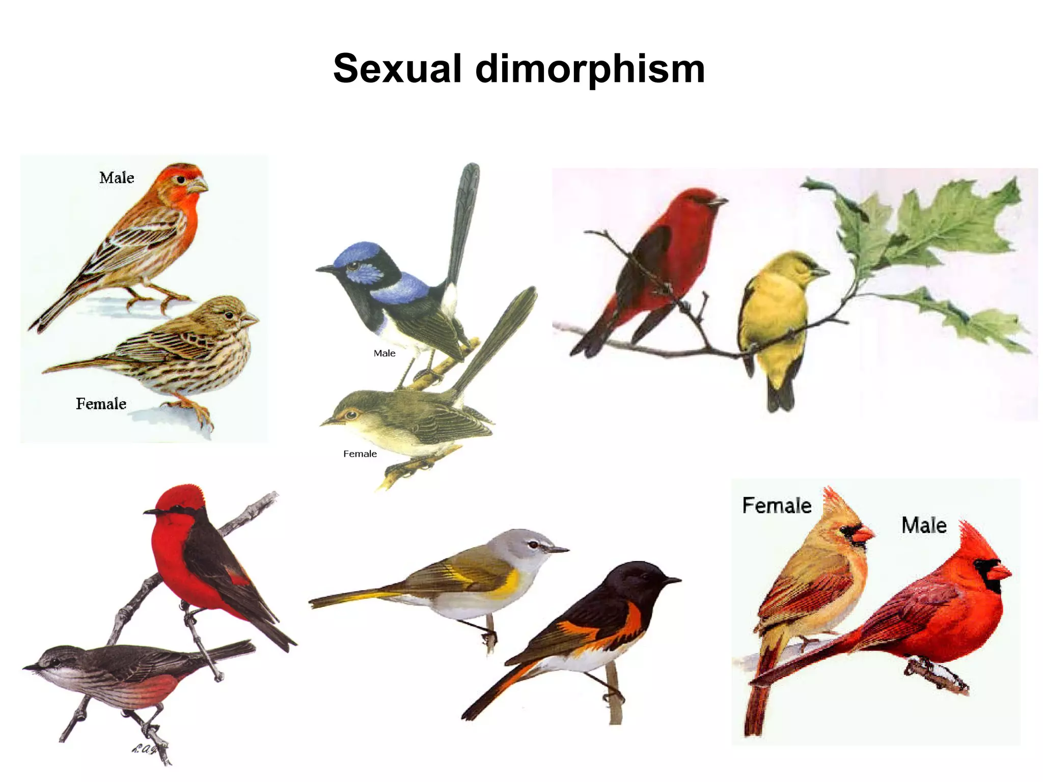 Mate selection (Mating systems)