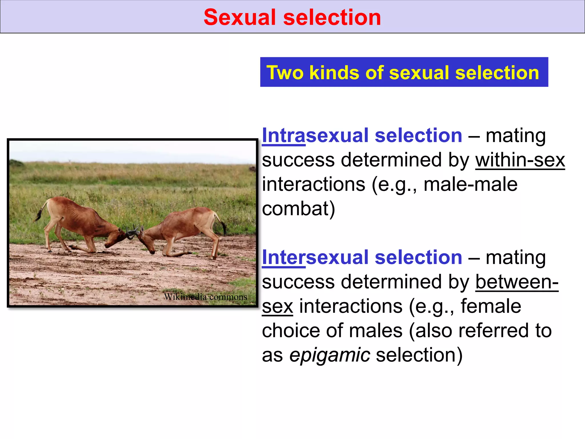 Mate selection (Mating systems)