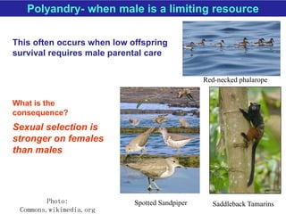 Mate selection: Principles and theories
