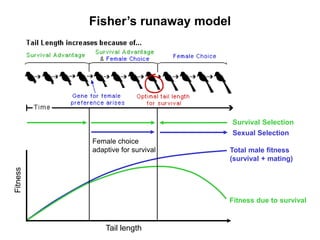 Mate selection: Principles and theories