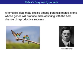 Mate selection: Principles and theories