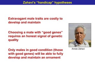 Mate selection: Principles and theories