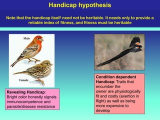 Mate selection: Principles and theories
