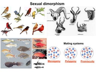 Mate selection: Principles and theories