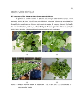 35
4 RESULTADOS E DISCUSSÃO
4.1 Aspecto geral das plantas ao longo do seu desenvolvimento
As plantas de coentro durante os períodos de avaliação apresentaram aspecto visual
adequado (Figura 4), uma vez que elas não mostraram distúrbios fisiológicos provocados por
desequilíbrios nutricionais ou sintomas relacionados ao ataque de pragas e doenças. Em função
das suas características genéticas, a cultivar Português Pacífico apresentou folhas de coloração
verde claro e brilhante, com sistema radicular bem desenvolvido (Figura 4 d).
(a) (b)
(c) (d)
Figura 4.
Figura 4 - Aspecto geral das plantas de coentro aos 7 (a), 14 (b), 21 (c) e 28 (d) dias após o
transplante das mudas
 