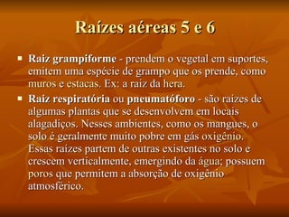 Raízes aéreas 5 e 6 Raiz grampiforme  - prendem o vegetal em suportes, emitem uma espécie de grampo que os prende, como  muros  e  estacas . Ex: a raiz da  hera .  Raiz respiratória  ou  pneumatóforo  - são raízes de algumas plantas que se desenvolvem em locais alagadiços. Nesses ambientes, como os mangues, o solo é geralmente muito pobre em gás  oxigênio . Essas raízes partem de outras existentes no solo e crescem verticalmente, emergindo da  água ; possuem  poros  que permitem a absorção de oxigênio atmosférico.  