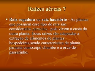 Raízes aéreas 7  Raiz sugadora  ou  raiz haustório  - As plantas que possuem esse tipo de raiz são considerados  parasitas  , pois vivem à custa da outra planta. Essas raízes são adaptadas a extração de alimentos de plantas hospedeiras,sendo caracteristica de planta parasita como:cipó chumbo e a erva-de-passarinho.  