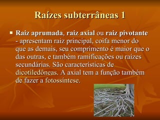 Raízes subterrâneas 1 Raiz aprumada ,  raiz axial  ou  raiz pivotante  - apresentam raiz principal, coifa menor do que as demais, seu comprimento é maior que o das outras, e também ramificações ou raízes secundárias. São características de  dicotiledôneas . A axial tem a função também de fazer a  fotossíntese .  