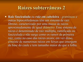 Raízes subterrâneas 2 Raiz fasciculada  ou  raiz em cabeleira  -  gramíneas  e outras hipocotiledoneas têm um sistema de raiz fibroso, caracterizado por uma massa de raízes aproximadamente de igual  diâmetro . Esse sistema de raízes é denominado de raiz múltipla, ramificada ou fasciculada e não surge como os ramos da primeira raiz, como no caso das raízes axiais; em vez disso, consiste de numerosas raízes em feixes que emergem da base do caule e tem tamanho maior do que a folha.  