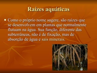 Raízes aquáticas Como o próprio nome sugere, são raízes que se desenvolvem em plantas que normalmente flutuam na água. Sua função, diferente das subterrâneas, não é de fixação, mas de absorção de água e  sais minerais .  