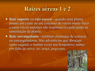 Raízes aéreas 1 e 2 Raiz suporte  ou  raiz escora  - quando uma planta possui um caule ou um conjunto de raízes muito fraco e essas raízes suportes são responsáveis pela ajuda na sustentação da planta.  Raiz estrangulante  - também chamadas de cinturas ou estranguladoras, São adventícias que abraçam outro vegetal, e muitas vezes seu hospedeiro morre por falta de  seiva . ex:  araçá ,  pega-pau .  
