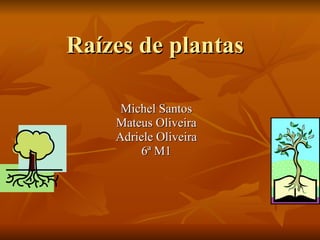 Raízes de plantas Michel Santos Mateus Oliveira Adriele Oliveira 6ª M1 