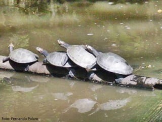 Foto: Fernando Polaro
 