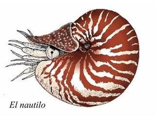 El nautilo 