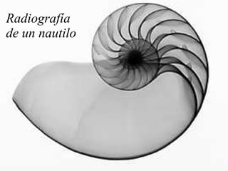 Radiografía de un nautilo 